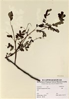 藏品(雲實)的圖片